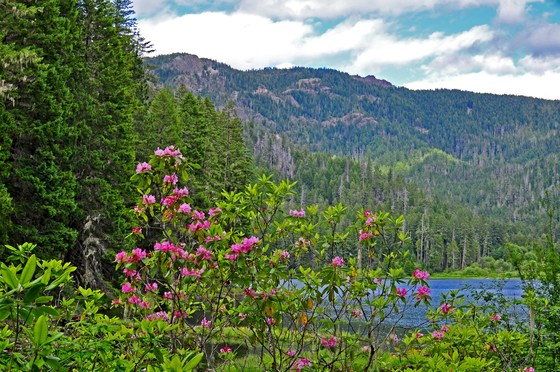 Umpqua National Forest  