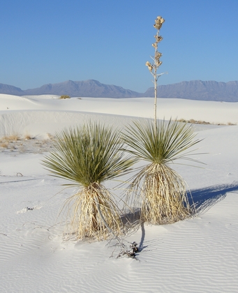 White Sands NM