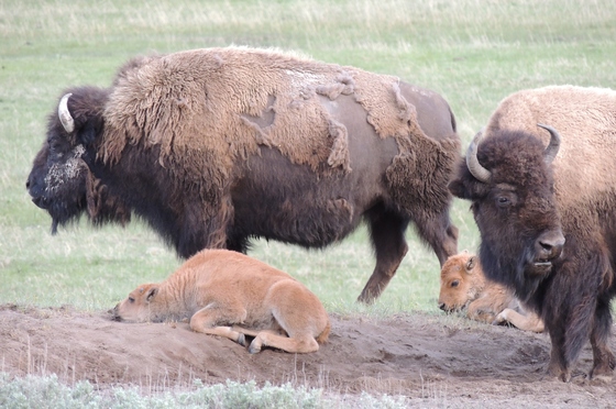 Yellowstone National Park