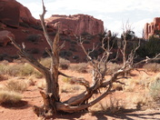 Arches National Park