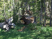 Yellowstone National Park