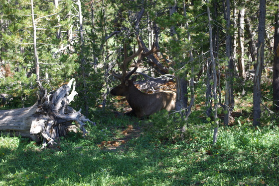 Yellowstone National Park