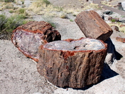 Petrified Forest National Park