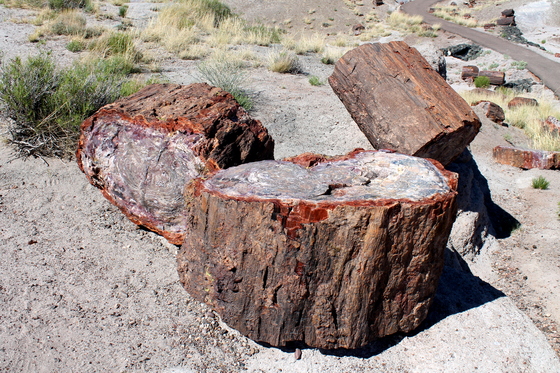 Petrified Forest National Park