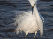 Bombay Hook Wildlife Refuge 