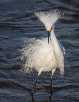 Bombay Hook Wildlife Refuge 