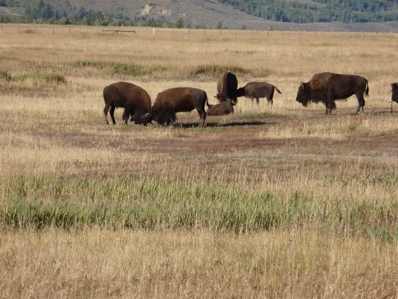 Grand Teton National Park