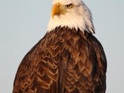 Lower Klamath National Wildlife Refuge