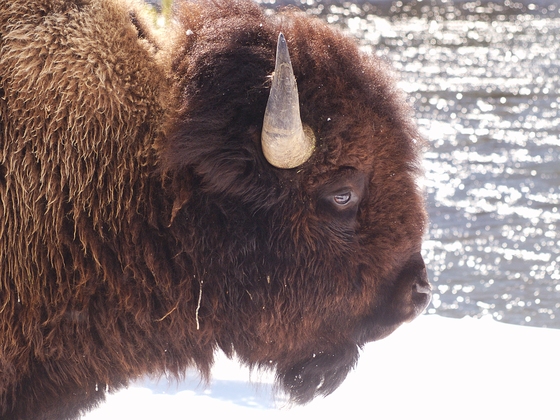 Yellowstone National Park