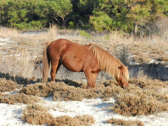 Assateague Island National Seashore