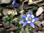 Roosevelt National Forest