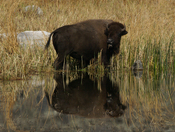 Yellowstone