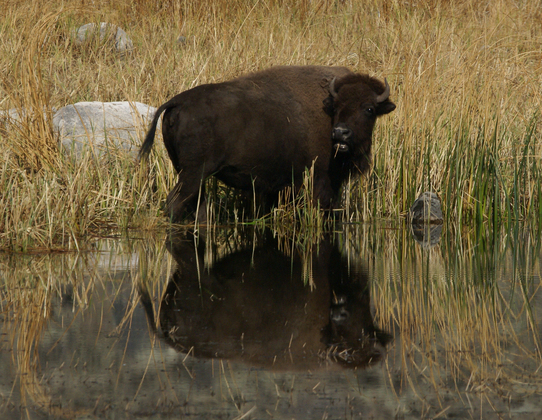 Yellowstone