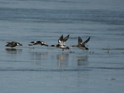 ducks in flight