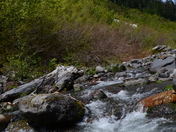 Mt. Rainier National Park 
