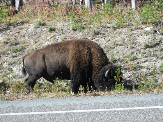 yellowstone national park