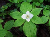 Trillium