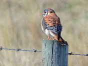 "Bird of many colours"