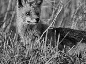 Bombay Hook Wildlife Refuge 