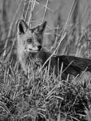 Bombay Hook Wildlife Refuge 