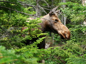 Moose!