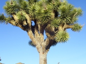 Joshua Tree National Park
