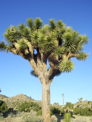 Joshua Tree National Park