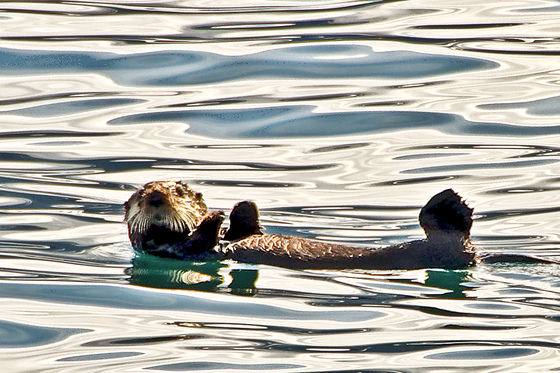 Wrangell-St. Elais National Park