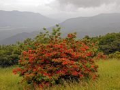 Great Smokey Mountain National Park