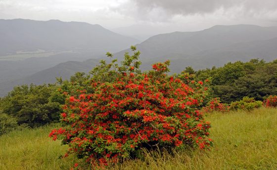 Great Smokey Mountain National Park