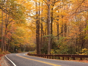 Pisgah National Forest