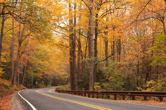 Pisgah National Forest