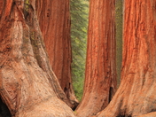 Yosemite National Park