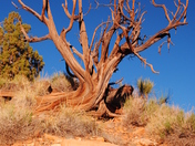 Capitol Reef National Park