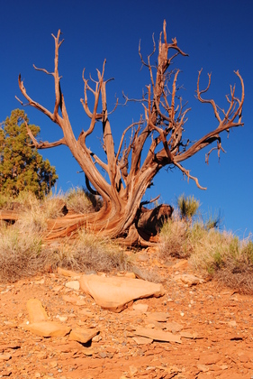 Capitol Reef National Park