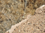 Tuzigoot National Monument
