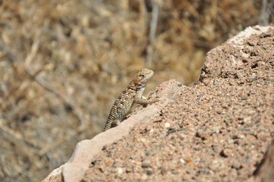 Tuzigoot National Monument