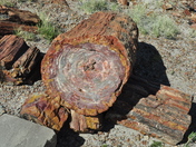 Petrified Forest National Park