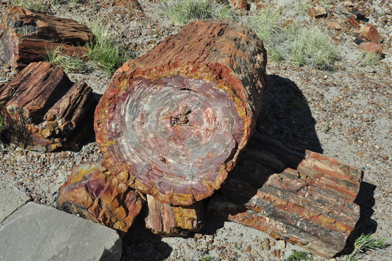 Petrified Forest National Park
