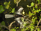 Everglades National Park