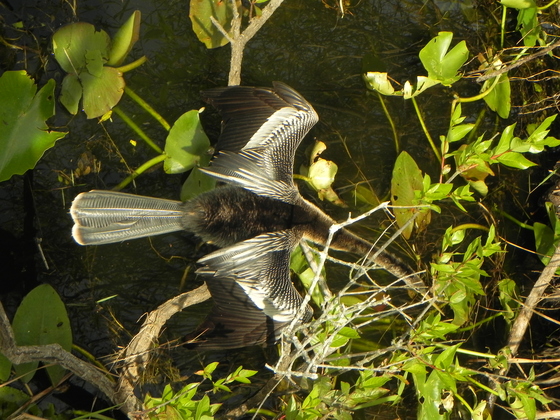 Everglades National Park