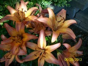 Tigerlilies