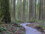 Mount Baker - Snoqualmie National Forest