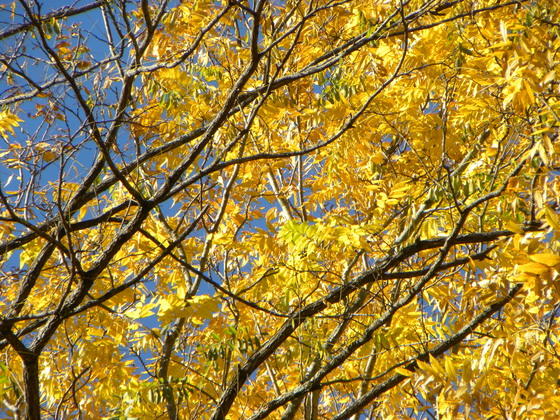 Great Smoky Mountains National Park