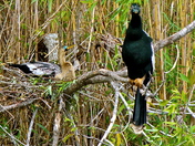 Everglades National Park