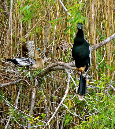 Everglades National Park