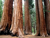 Sequoia National Park
