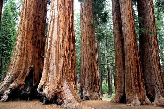 Sequoia National Park