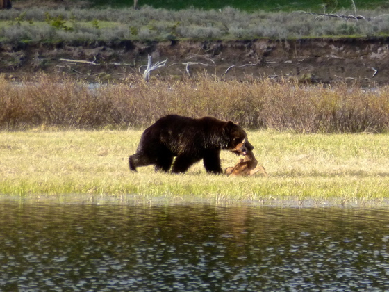 Yellowstone National Park