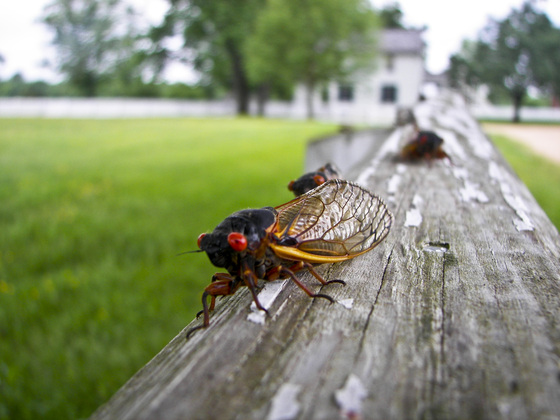 Appomattox Court House National Historical Park